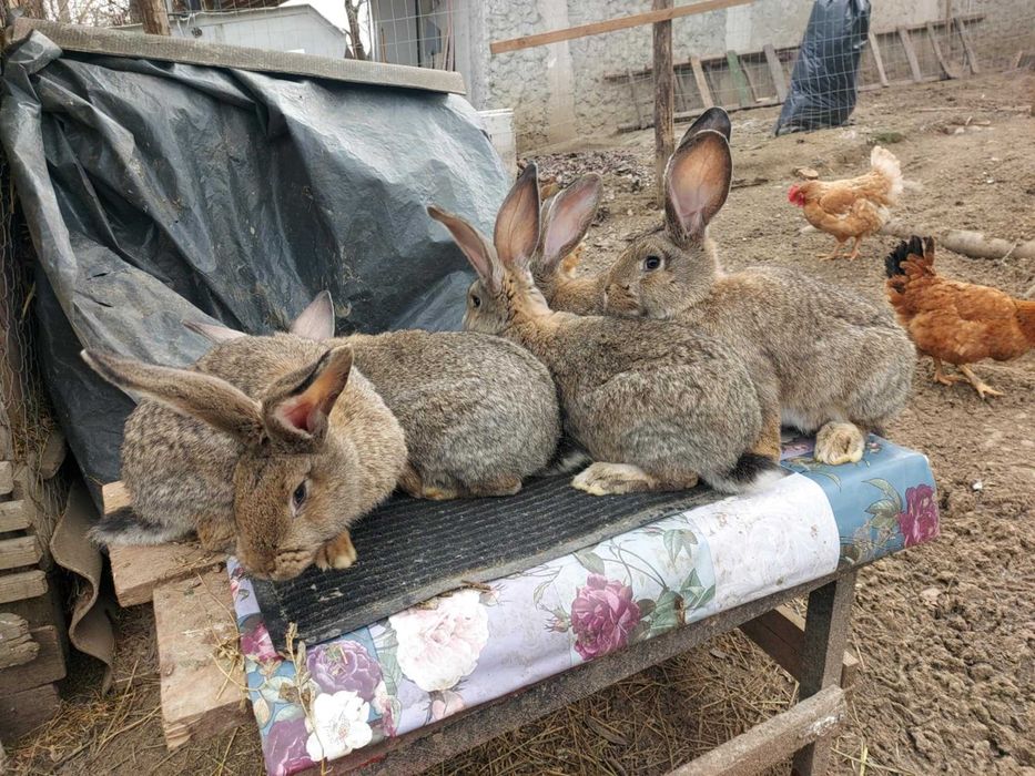 Vand iepuri rasa mare 3 luni 5 femele 3 masculi 100 lei buc