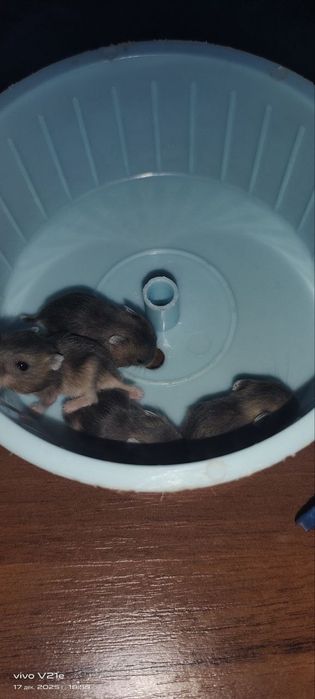 Хомяки 5 штук отдам