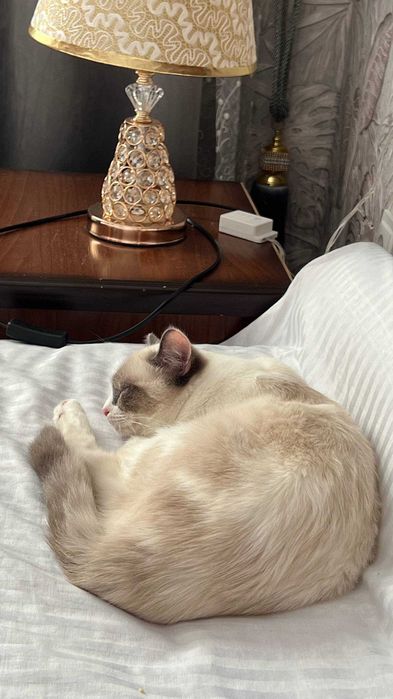 Котёнок Бусинка, 11 месяцев.