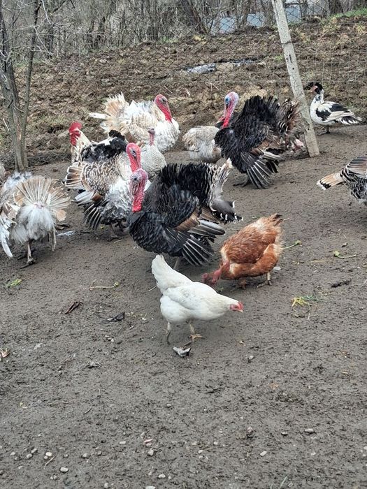 Curcani,curci de vânzare,crescute bio