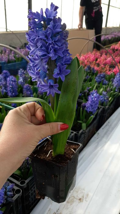 Циклама, зюмбюл, иглика