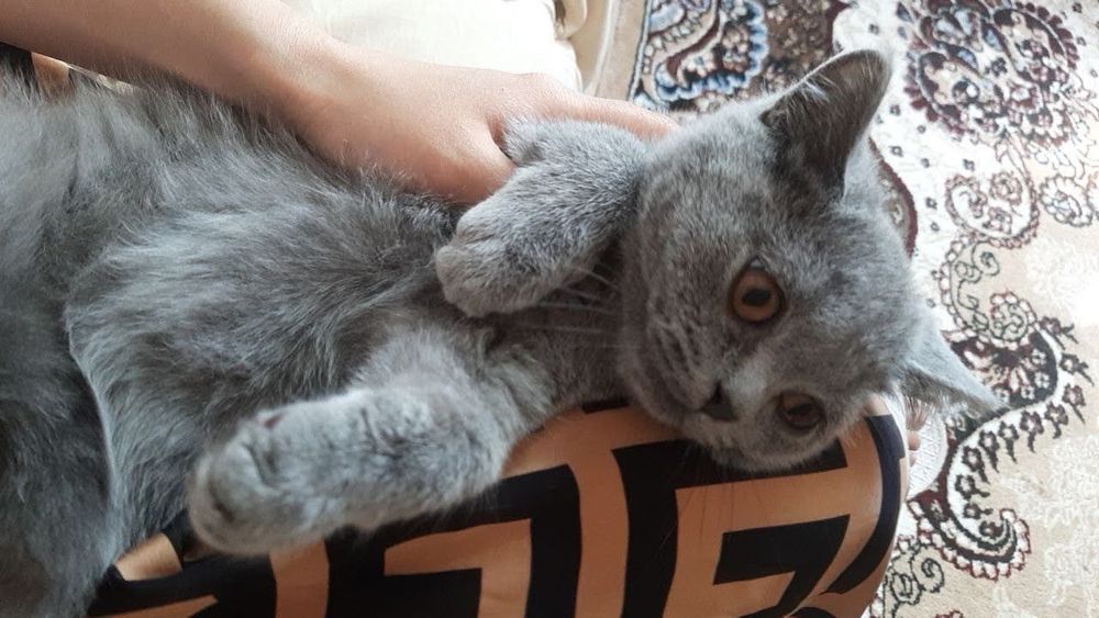 Британская порода мальчик