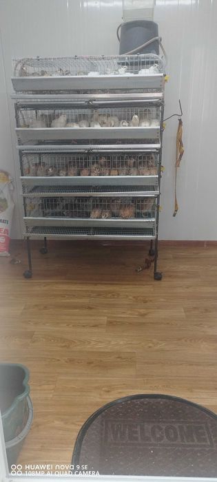 vand oua prepelita și prepelițe outoare