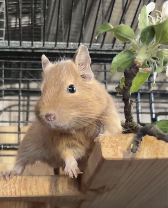 Veverite Degu pentru adoptie
