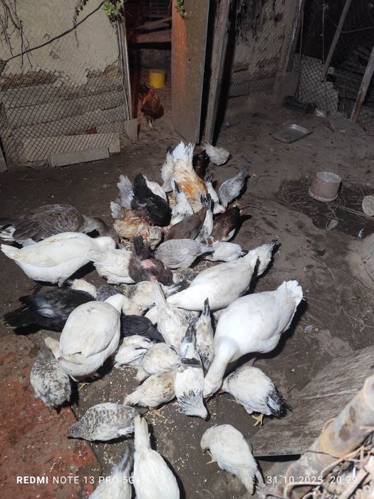 Продаю курей гусей,