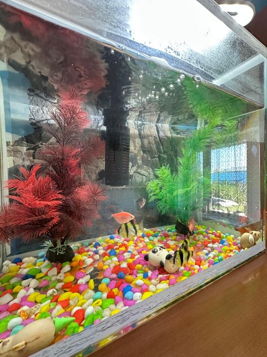 Аквариум балыктар мен сатылады