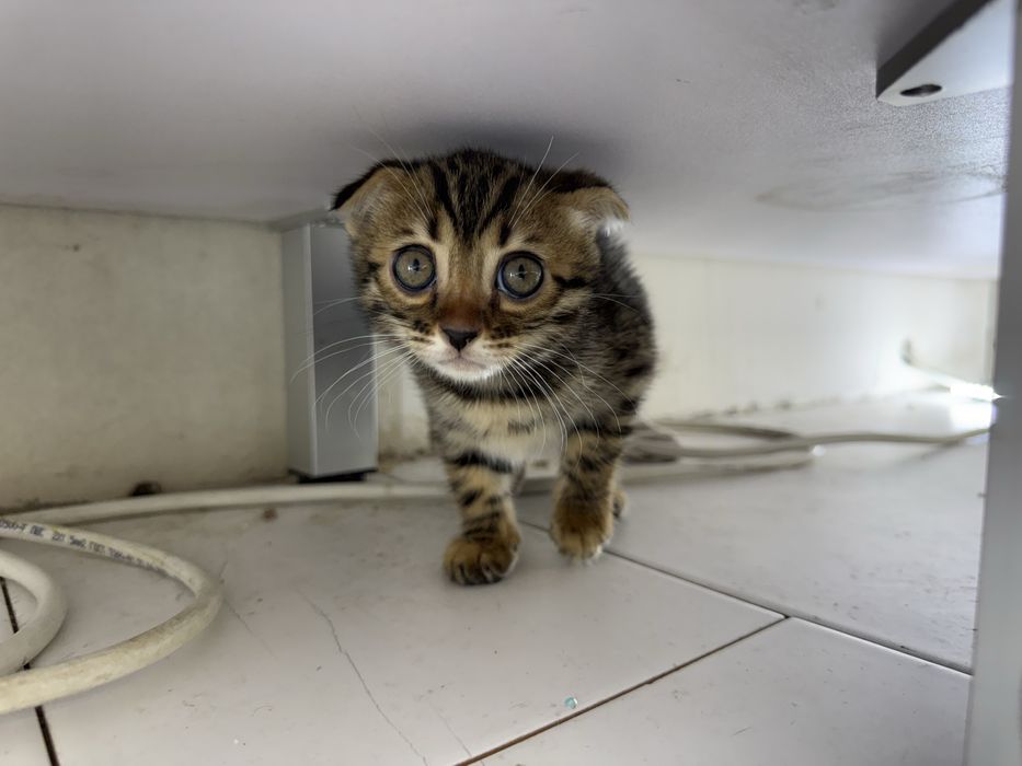 Бенгалка вислоухая