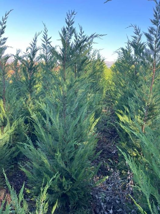 Tei platan stejar rosu