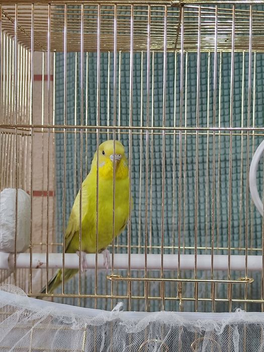 волнисытый попугай с клеткой