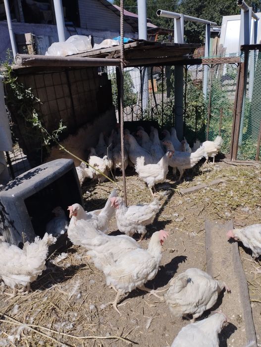 Продам кур несушек