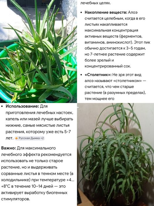 Лекарственные растения