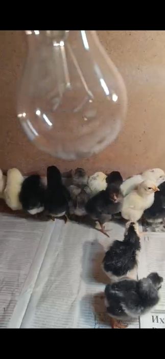 Цепляет продаётся