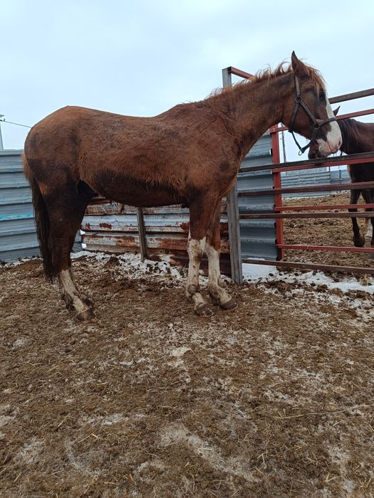 Продам жеребчика 2 летка апрельский