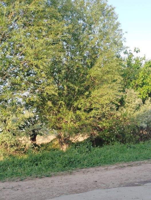 Тол дарахтлари сот ладиииии и