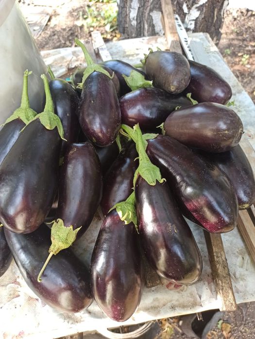 Срочно продам дачу