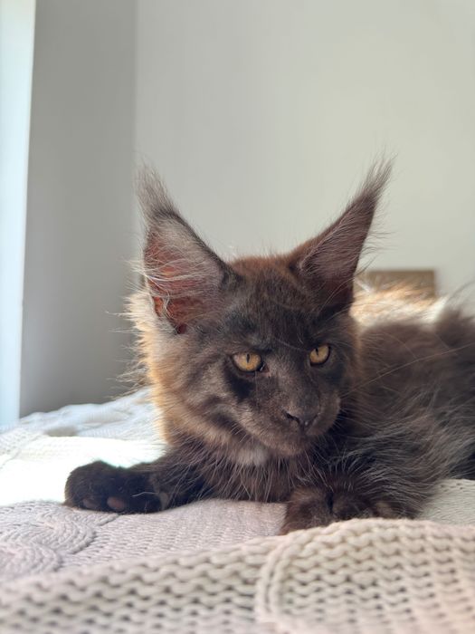 Котенца Мейн Кун