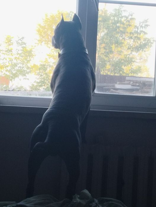 Питбуль на вязку