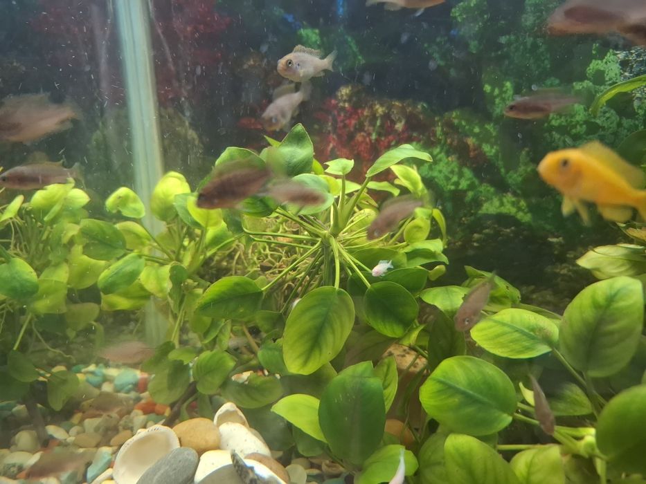 Обменяю  рыбок на хромисов