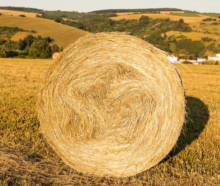 Продам сено покос 2026 года
