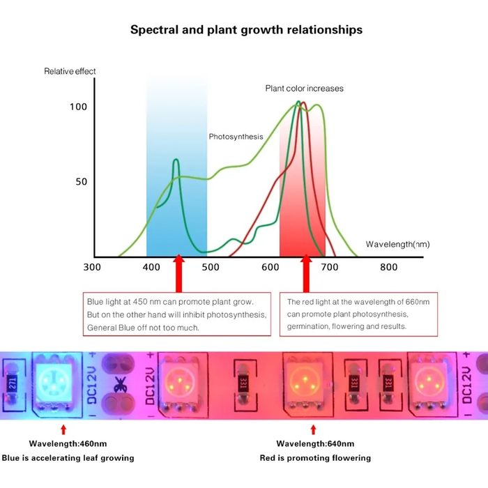 Фито диодна led лента за бърз растеж SMD 5050  12V 60led/m