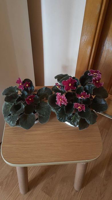 Сортовая фиалка Lion's Red Rocket