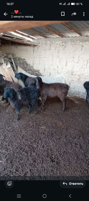 Қошқар мен қой сатылады