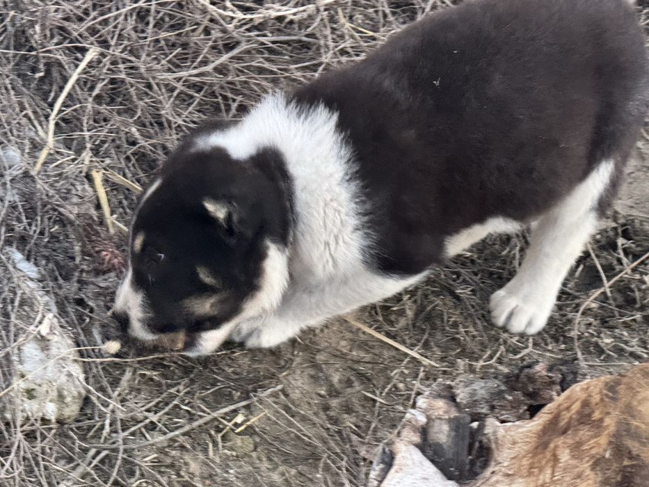 Алабай, щенок Alabay.