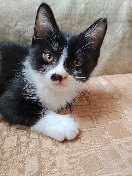 Отдам котёнка в добрые руки