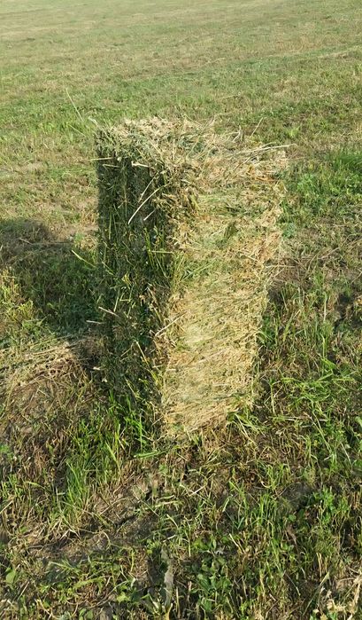 Baloți de lucernă PREMIUM – 25 lei/buc • Calitate garantată!