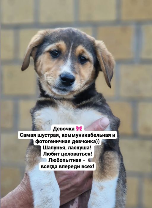 Щенки ищут хозяев!