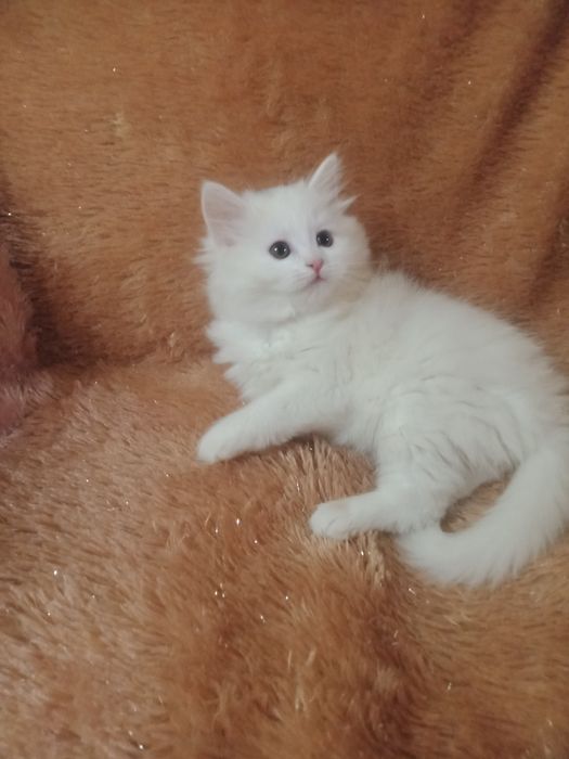 Продается скотиш страйт хайленд.