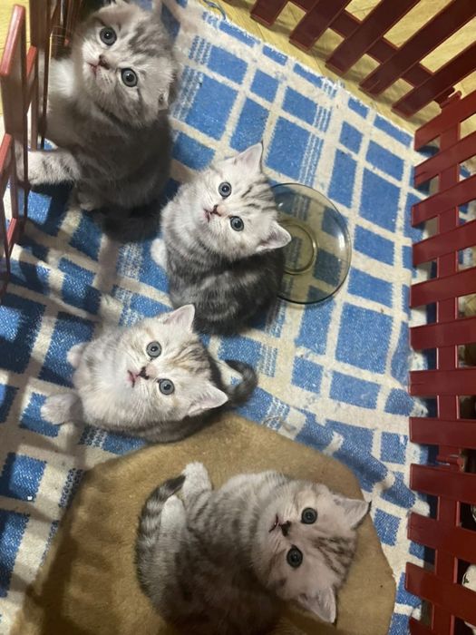 Чудо малыши скоттиш фолд