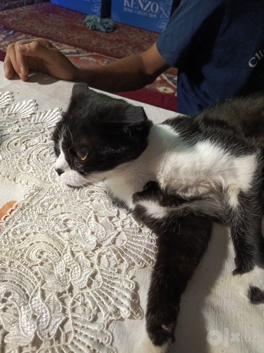 Породистая кошка отдам даром