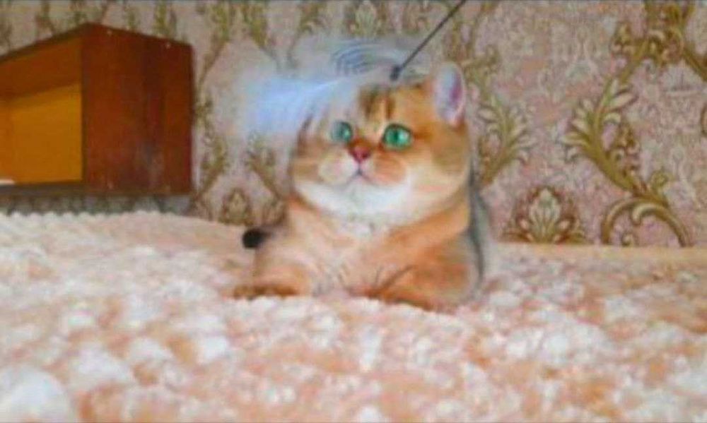 Кот манчкин окрасом золотая шиншилла