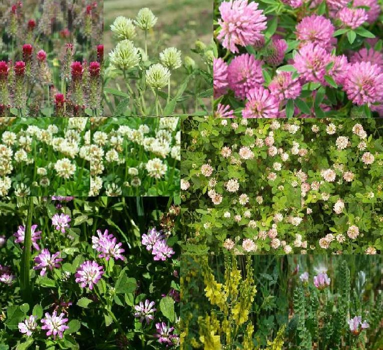 Seminte trifoi rosu, suedez, de Alexandria, incarnat, persan sau alb