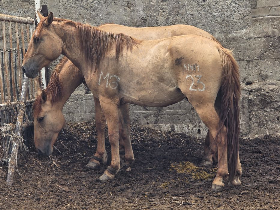 Мұғалжар тұқымы Құнандар сатамын