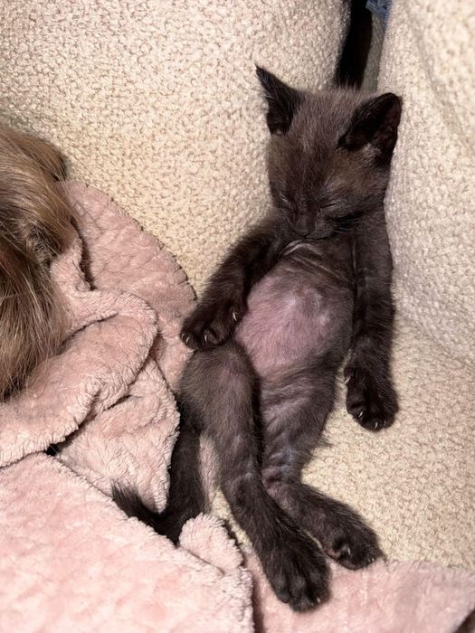 Котенок мальчик в добрый руки