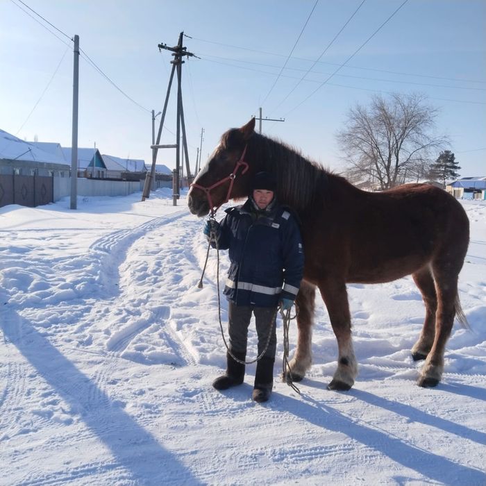 Продам Элитную кобылу Польская Сласка