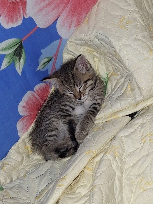 Котёнок мальчик милый