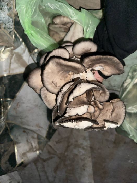 Грибы домашние парниковые  1 кг 35.000сум