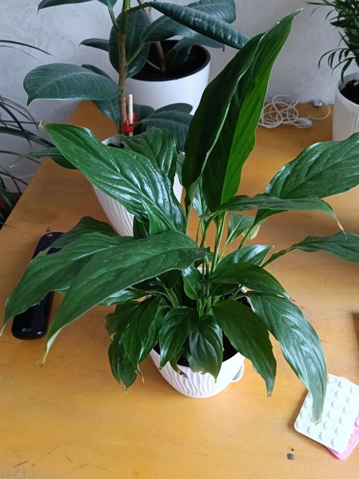 Продам комнатные