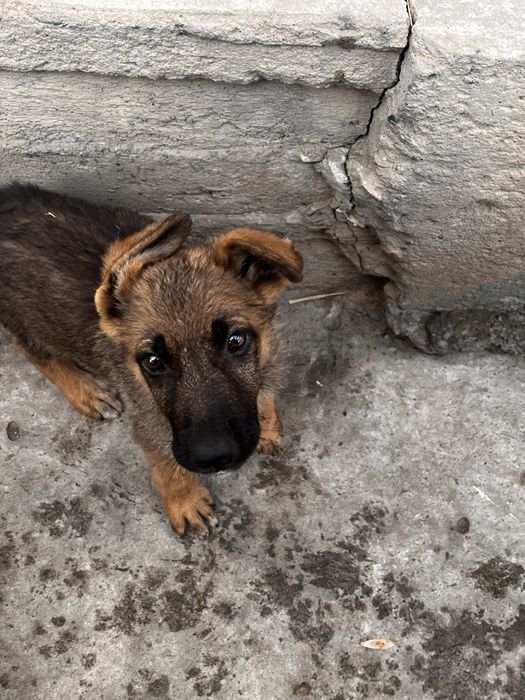 Щинята Немецкой Авчарки