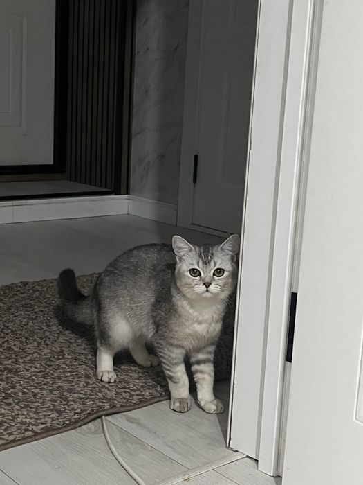 Кошка британская