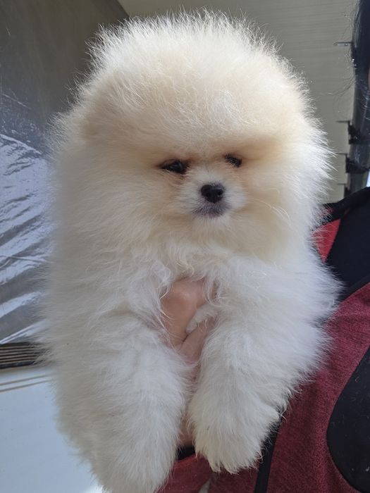 Померан  Померан