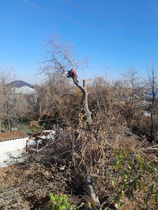 Спил деревьев Алматы