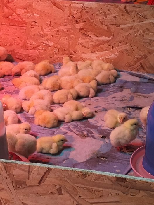 Цыплята бройлеры Росс 308