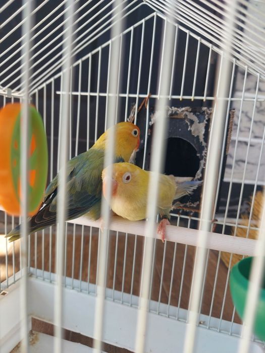 Красивые Неразлучники