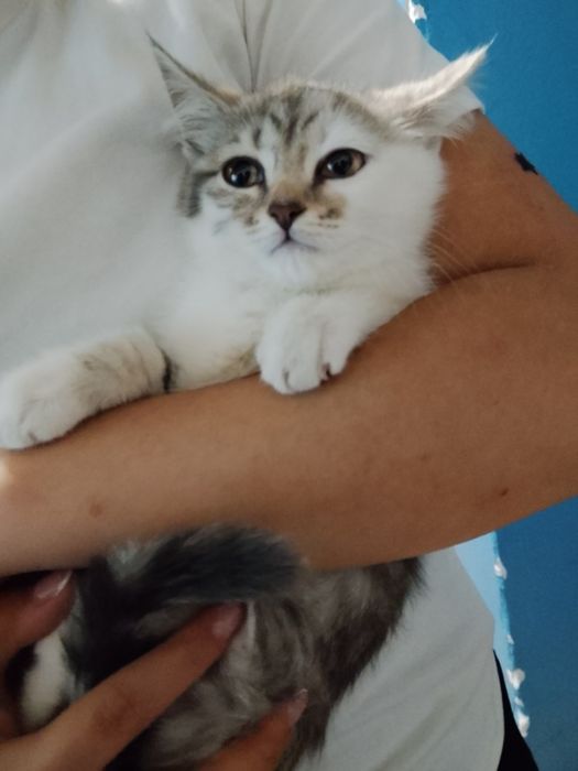 кошка 1-2месяцев, девочка