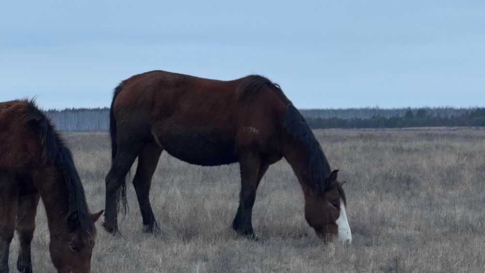 Продам кобыла ..
