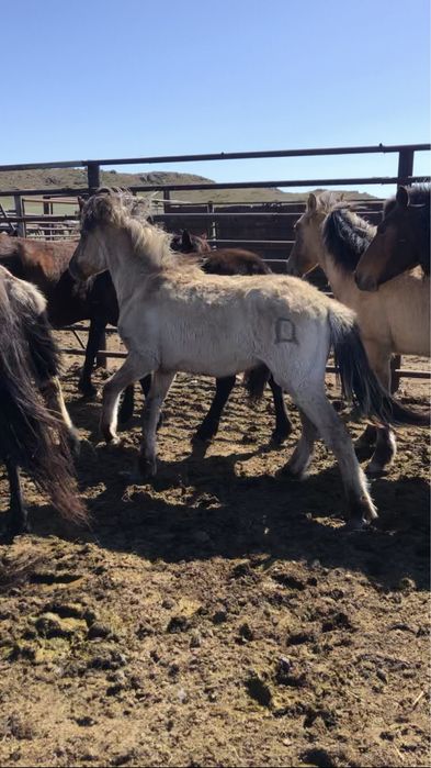 Жабагылар 50 бас еркек